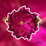 BROCHE LISTO FUCSIA